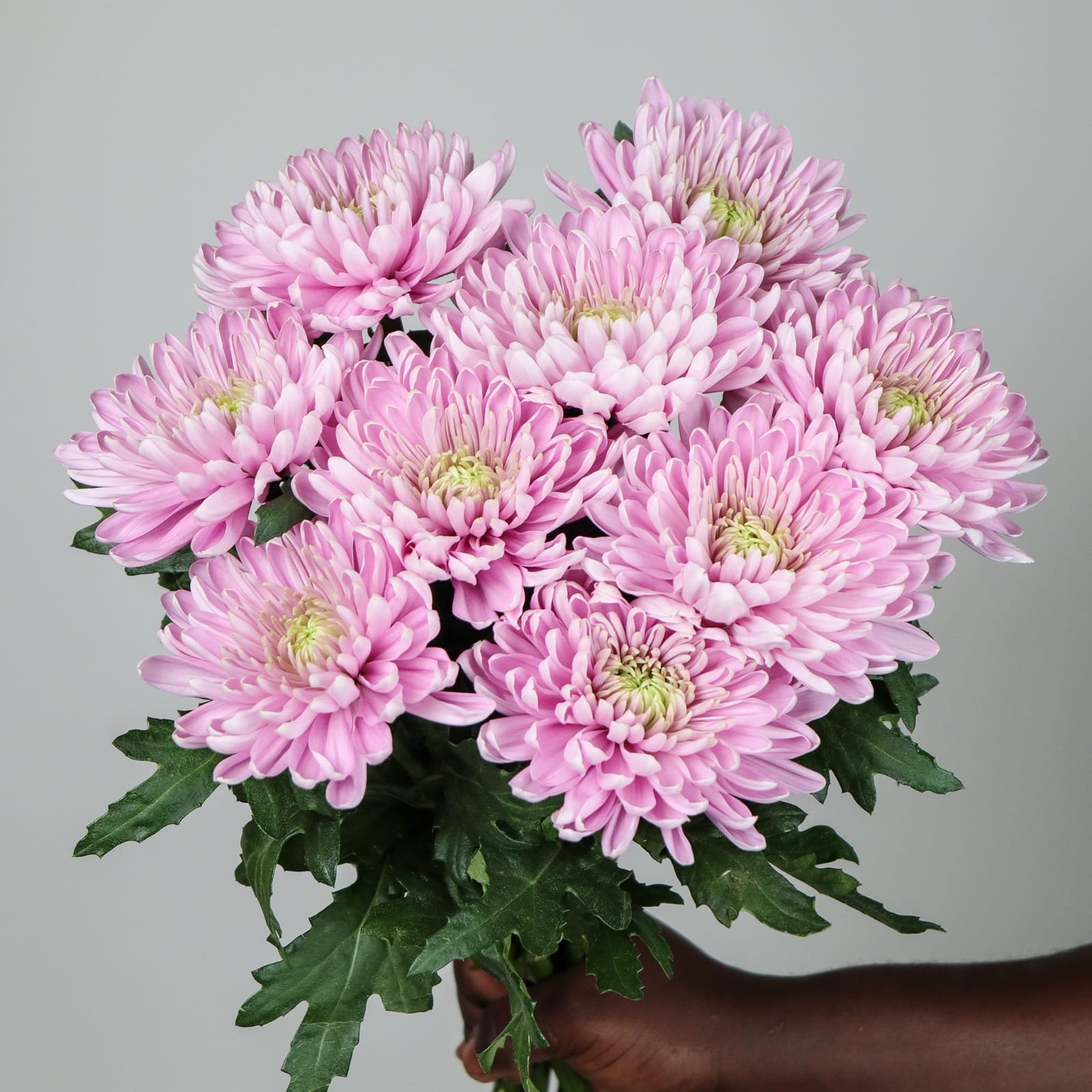 كريز فوشي بكيه 10 اعواد