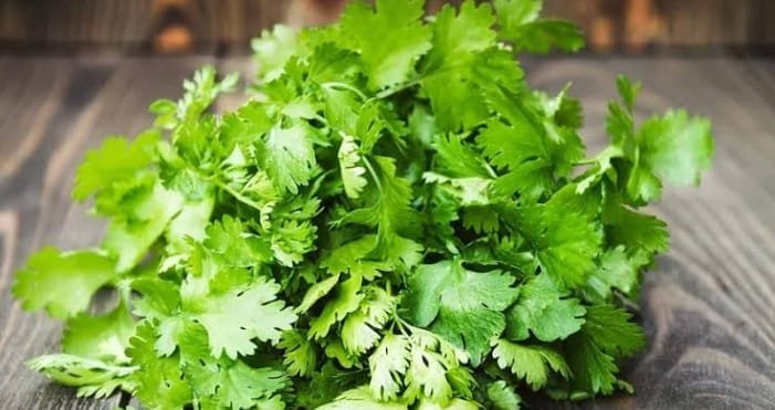 كزبره جوهرة مدينة نصر