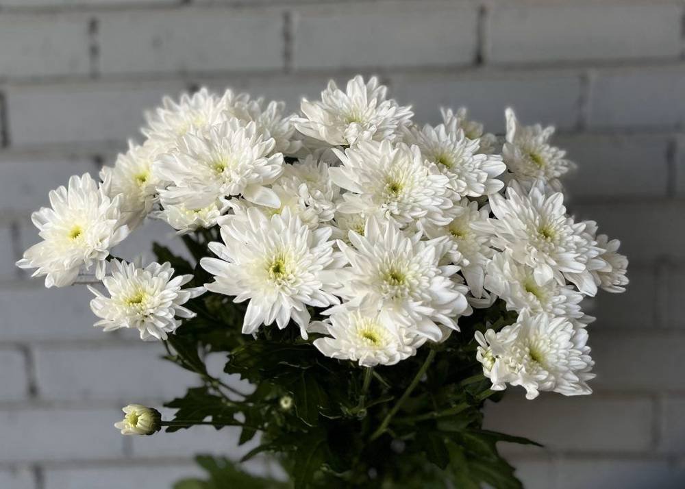 كريز ابيض 10عود